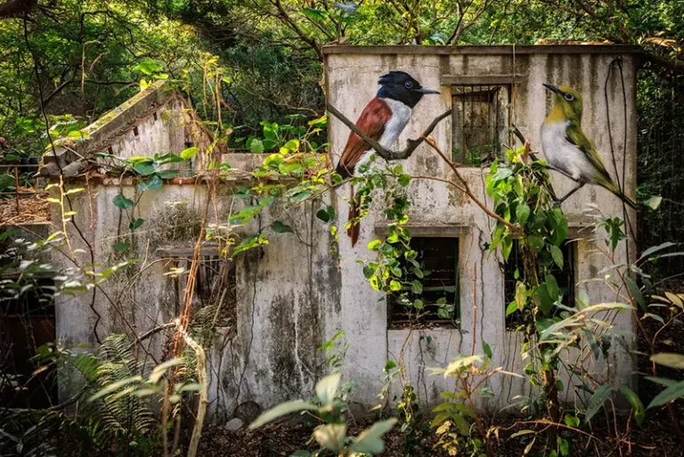 An Amur Paradise Flycatcher, left, and a Swinhoe’s White-eye are seen painted on the wall of an abandoned house near Wang Tong village, Lantau, Hong Kong, Jan. 20, 2025. (AP Photo/May James)