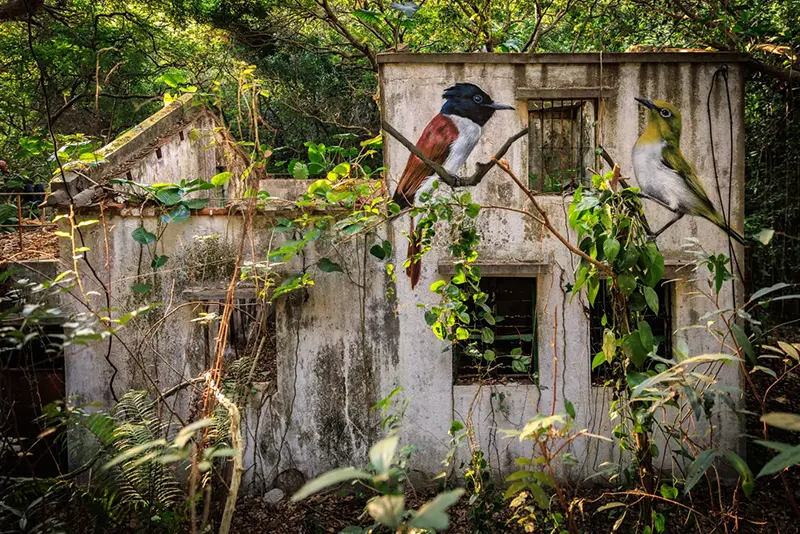 An Amur Paradise Flycatcher, left, and a Swinhoe’s White-eye are seen painted on the wall of an abandoned house near Wang Tong village, Lantau, Hong Kong, Jan. 20, 2025. (AP Photo/May James)