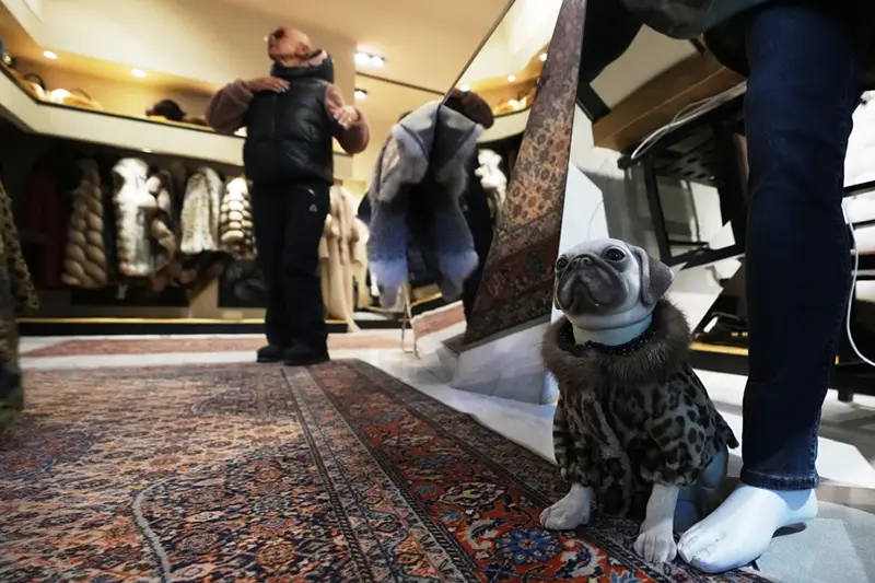 A model pug wearing a coat of kangaroo fur sits at the foot of the fur coat boutique Pajaro, a luxury Italian fashion brand, Cortina d’Ampezzo, Italy, Saturday, Feb. 14, 2026. (AP Photo/Alessandra Tarantino)