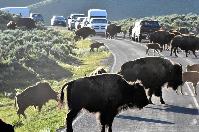 Bison cross a road in Yellowstone National Park, Thursday, June 13, 2024, near Mammoth Hot Springs, Wyo. (AP Photo/Matthew Brown, File)